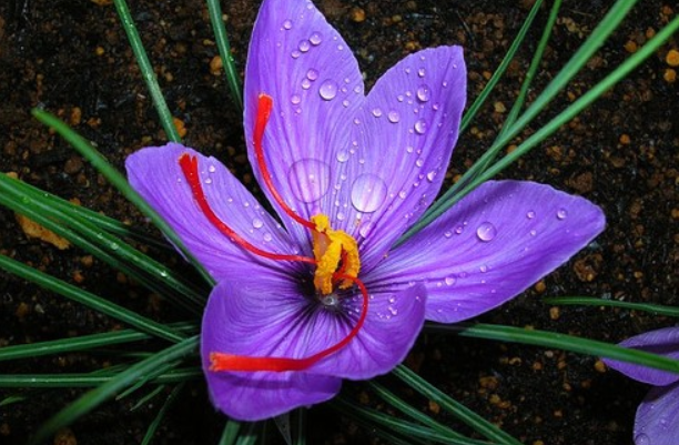 цветок шафрана